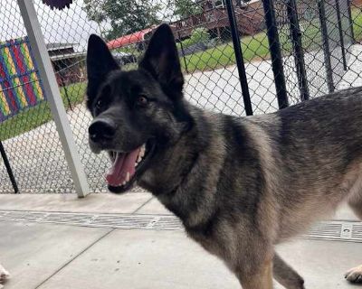 Mako - Husky Female Dog for Adoption