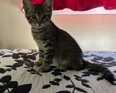 Carl - Domestic Shorthair Male Cat for Adoption