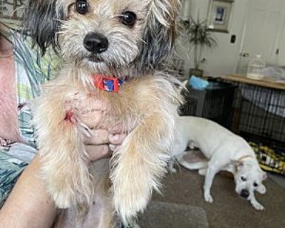 Muppet - Yorkie, Yorkshire Terrier/Terrier (Unknown Type, Medium) Mix Male Dog for Adoption