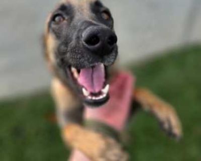 Zoey - Belgian Malinois Female Dog for Adoption