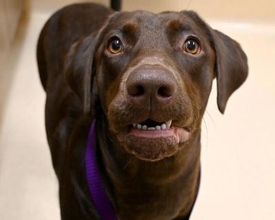 Maple - Labrador Retriever Mix Female Dog for Adoption