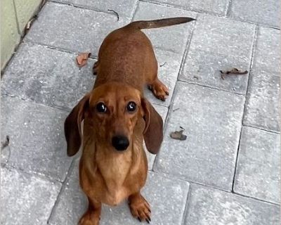 Hannah - Female Puppy Dachshund for Adoption