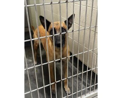 A070916 - Belgian Malinois Female Dog for Adoption