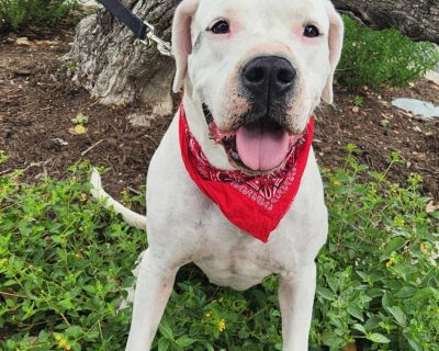 Sweetheart KS* - Dogo Argentino & Boxer Mix Female Dog for Adoption