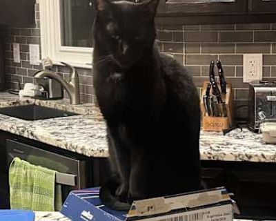 Tipper is an 11-year-old sweetheart who somehow manages to be both spirited and soft. He still has a playful streak he loves chasing lasers, exploring new spots, and getting in on whatever fun his sister, Delaney, is having. But when the energy settles, he turns into a total snuggler. He loves curling up next to you, settling into a warm lap, or lounging nearby just to be part of the moment. Ti...