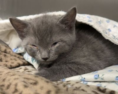 Health Vaccinations up to date.. Kitten Female Small Gray / Blue / Silver