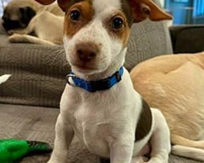 Dale - Chihuahua/Terrier (Unknown Type, Small) Mix Male Puppy for Adoption