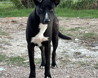 Soley - Australian Cattle Dog / Blue Heeler & Labrador Retriever Mix Female Dog for Adoption