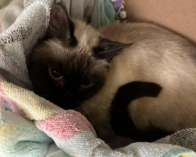 Rizzo - Siamese Female Cat for Adoption