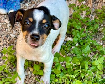 London - Chihuahua & Jack Russell Terrier Mix Female Puppy for Adoption