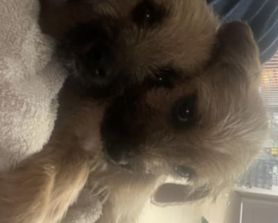 Hi! I m Carlos, a playful puppy with a love for cuddles and games. Each day, I wake up ready to share my joy. When you re near, I m all about snuggles and giving sweet puppy kisses. I dream of a home where I can bring smiles, warmth, and lots of fun. If you re looking for a loving companion to add joy to your days, I m your pup! Let s make wonderful memories together. Why not come meet me and l...