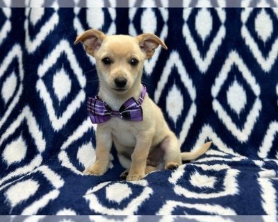 Louie - Chihuahua Male Puppy for Sale