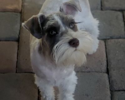 1 Male and 1 Female Miniature Schnauzer Puppies for Sale