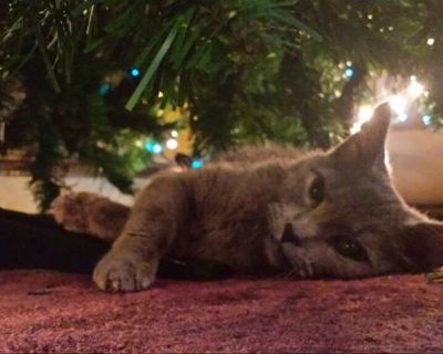 Luna is 14 years old. She has been in my family since she was a kitten. She was my mother's cat, and I took her in when my mother passed away. She is loving and a good pet, but she needs to be an only pet. She doesn't like my other cat and I can no longer care for her. I love her very much and hate to see her go, she needs a good and loving home. Her only special need is, she only eats wet cat ...