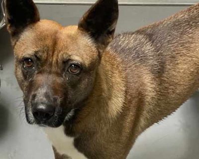 Mochi - Shiba Inu/Terrier (Unknown Type, Medium) Mix Female Dog for Adoption