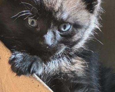 Zoey - American Shorthair Female Kitten For Sale