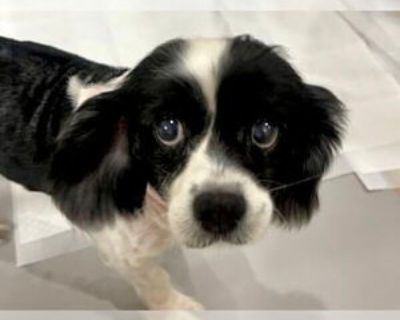 May - Female Cockalier Adult Dog for Adoption