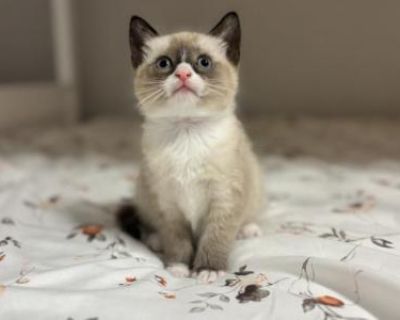 Household pet. Vaccinated. Not registered. This kitten is FVRCP vaccinated and dewormed. She is also litter box trained. The kitten will also come with a bag of food and a toy. The kitten likes to play with both adults and children. He is very gentle, friendly, and playful. Growing up with siblings and mom. Kitten is raised in a clean, smoke-free environment. For more information you can reach ...