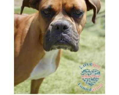 Becca - Boxer Female Dog for Adoption
