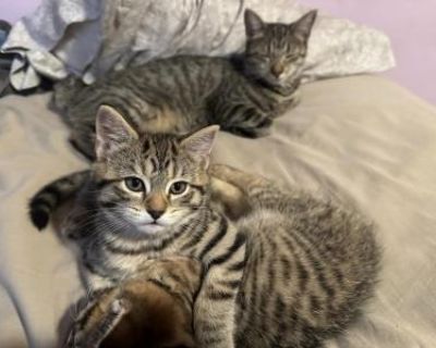 Thing 1&2 - Manx Female Kitten For Sale