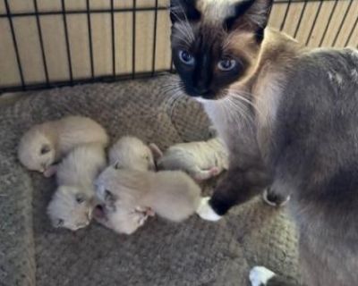 Household pet. Breeding allowed. Not registered. They are wormed regularly starting at 3-4 weeks; flea powdered; I like to keep them until 8-9 weeks to give them their first vaccine: A respiratory virus prevention vaccine (Feline Rhinotracheitis-Calidi-Panleukopenia-Chlamydia Psittaci). The second vaccine will need to be given at 12 weeks (by you or your veterinarian). They litter box train eas...