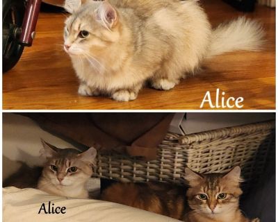 Alice - Domestic Long Hair Mix Female Cat for Adoption