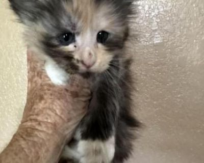 Household pet. Breeding allowed. Vaccinated. Not registered. Comes with TICA registration Health guarantee UTD Vaccination and worming. Little Miss Mischievous. Playful and fun!