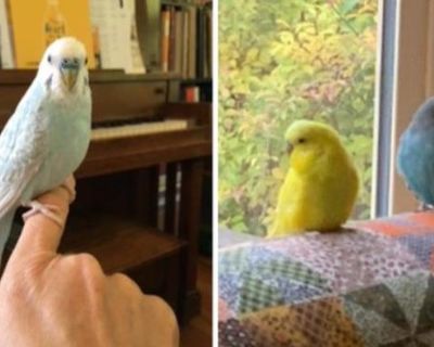 Bird Sitting / Boarding - Downtown Victoria