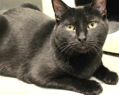 Adult. Black (all). Hair: short. Hi! My name is Percy. I'm new here so the volunteers are still working to figure out what my personality is like. Please feel free to call, email, or stop by the shelter if you'd like to meet with me in person! Adoption process An adoption application needs to be filled out and approved. We invite you to stop by our adoption center and visit the cats and kittens...