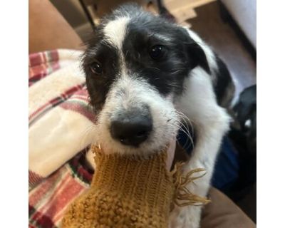 Jim Cantore - English Springer Spaniel/Mixed Breed (Medium) Mix Male Puppy for Adoption