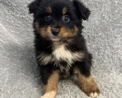 Asher - Male Toy Australian Shepherd Puppy for Sale