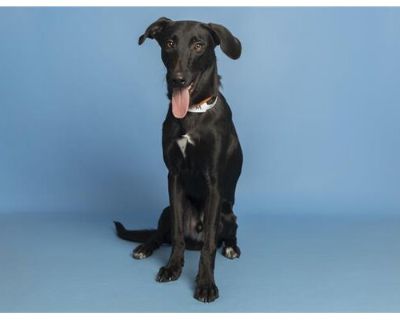 OYSTER - Labrador Retriever Male Dog for Adoption