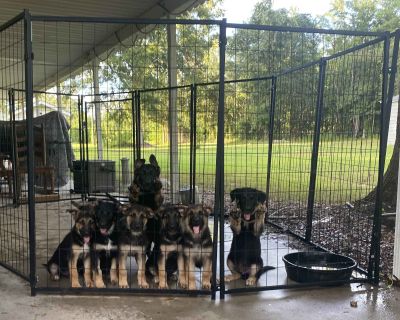 6 Male and 2 Female German Shepherd Dog Puppies for Sale