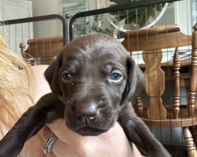 2 Male and 1 Female German Shorthaired Pointer Puppies for Sale