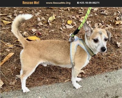 Buddy #2 - Male Adult Chihuahua / Dachshund for Adoption