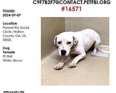 #16571 - Pit Bull Terrier/Mixed Breed (Medium) Mix Female Dog for Adoption