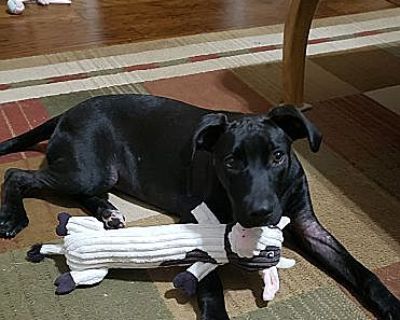 Poppy - Labrador Retriever Female Puppy for Adoption