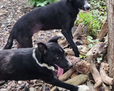 Border  Collie pups