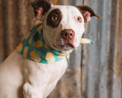 Meet Nellie! Get ready to fall in love with Nellie, a truly amazing, fun, and energetic puppy! This sweet girl, now around 6 months old, had a heartbreaking start when she was sadly dumped at our rescue on Easter and watched her family drive away. Nellie has put that behind her and is now thriving and ready to find the loving family she deserves! Nellie is bursting with life! She's an energetic...