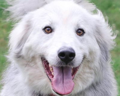 Severus - Great Pyrenees Mix Male Dog for Adoption