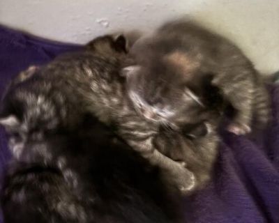 5 newborn kittens born June 1st.