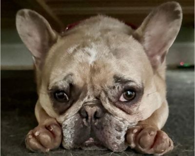 Gus - Female Puppy French Bulldog for Adoption