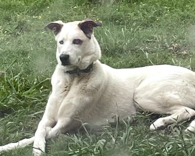 Meet Journey! Blue eyed Journey is a 4 -year-old, 80-pound bundle of energy and love! He s playful, sweet, and goofy, always ready for fun and adventure. Journey absolutely loves to run, so he would thrive in a home with a large outdoor space where he can stretch his legs and play. He is crate trained, house trained, and knows several commands, including: Sit Five (high-five) Toy (he ll fetch h...