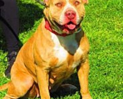 Violet (2024) - Pit Bull Terrier Female Dog for Adoption