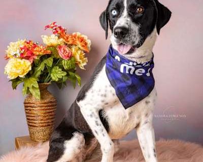 Bluey - Labrador Retriever/Hound (Unknown Type) Mix Female Dog for Adoption