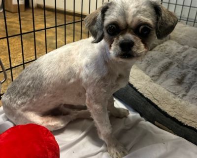 Morty - Shih Tzu Mix Male Dog for Adoption