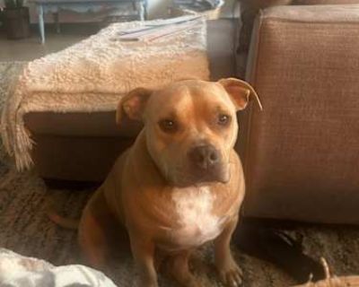Hazel - American Bulldog/English Bulldog Mix Female Dog for Adoption