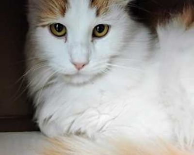 Pookie - Domestic Mediumhair Male Cat for Adoption