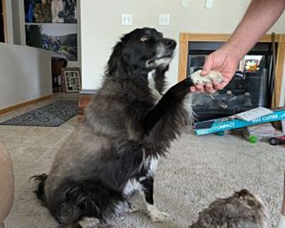 Rhudi - Border Collie/Hound (Unknown Type) Mix Male Dog for Adoption