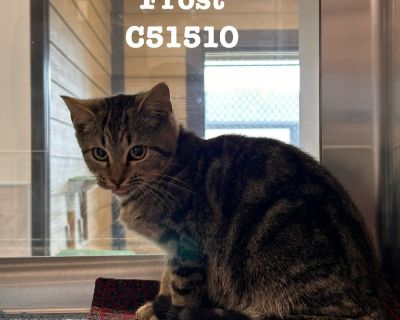 Frost - Domestic Medium Hair Mix Female Cat for Adoption